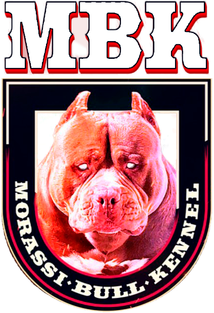 Morassi Bull Kennel