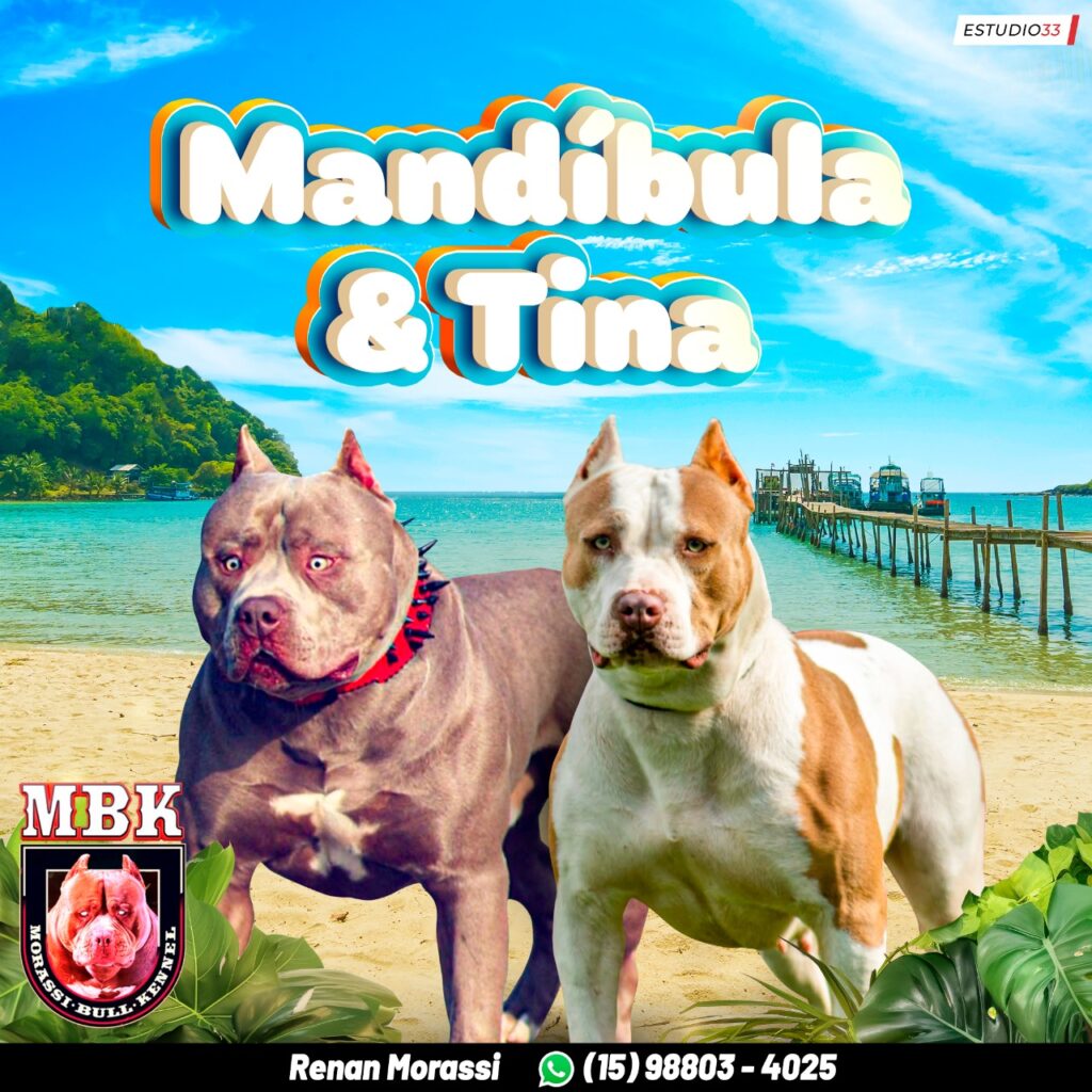 TINA X MANDÍBULA