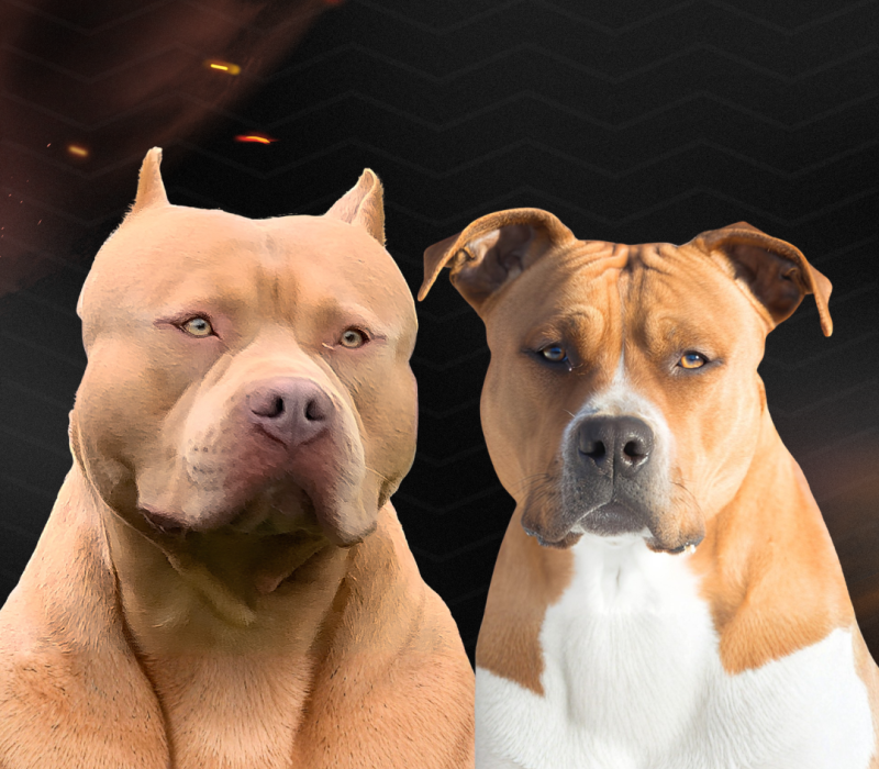 PITMONSTER X PITBUL