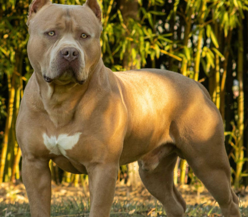 QUANTO TEMPO LEVA PARA UM PITMONSTER ATINGIR SUA ESTRUTURA ADULTA